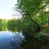 small pond in forest Asch Habichtswald Kassel Nordhessen 1