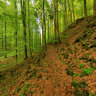 Spring in Firnsbachtal Habichtswald North Hesse Germany