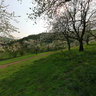 Cherry Blossom In Werratal Near Witzenhausen 2
