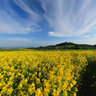 Rapeseed field nearby Schauenburg / Nordhessen
