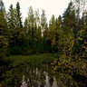 Kukkosensaari