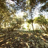 Sottobosco sulla collina de Il Tino di Moscona