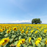 Sunflowers-Girasoli-Sonnenblumen