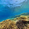 Ilot Maitre New Caledonia Coral Reef Reserve