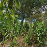 Lifou tour New Caledonia Vanilla Plantation Mou