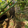 New Caledonia Flowers Heliconia Prony Village Ruins