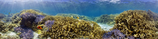 New Caledonia underwater panorama Ilot Mbo