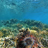 Crown of Thorns starfish Acanthaster planci New Calledonia