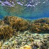 Triton eating starfish New Caledonia