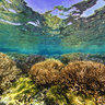 New Caledonia Coral Reef Diversity