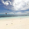 Sea Birds New Caledonia Lagoon