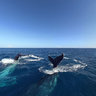 Whales New Caledonia