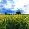 Wheatfield West Chinnock Somerset England