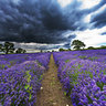 Lavender Farm Falkland, Somerset