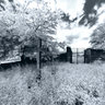 Ancient cemetery among vineyards, infrared panorama