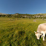 Plaetzwiese Alm