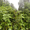 Gorillas in the mist