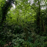 Nunhead Cemetery