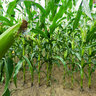 The cornfield