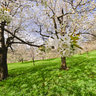 Cherry blossom