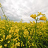 Rape field