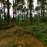 La Esperanza Forest