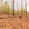 Hinesburg Town Forest