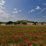 Monteriggioni, field of Red Poppies