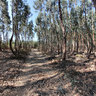 Can Nature Go Strait Along Non Strait Ways ?