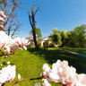Saucer Magnolia