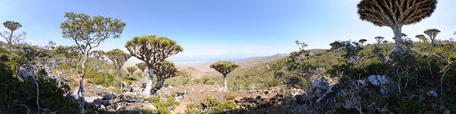 Dragon's Blood trees, Diksum Plateau, Socotra, Yemen