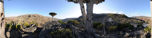 Between two Dragon's Blood trees, Socotra, Yemen