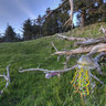 Digital Organics Jellyfish at Ecola Park