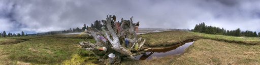 Seaside Estuary with Jellyfish on Driftwood