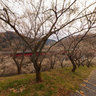 Plum trees are in full blossom