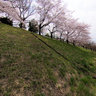 Sakura blossom along tamagawa river