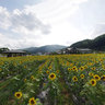 Sunflower in Hiraya village