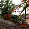 Flowers in Limone sul Garda
