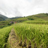 Terraced fields in La Pan Tan village, Mu Cang Chai