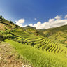 Terraced fields in Che Cu Nha village