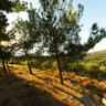 Lyttos 03