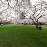 Cherry trees at University of Washington
