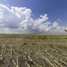 An enormous storm (tornado) destroyed the sunflower