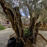 Olive Trees in St Katherine's Monastery