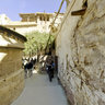 The Burning Bush at St. Katherine's Monastery, Sinai