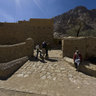 Camels outside St Katherine's Monastery, Sinai