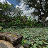 Temple Lotus Pond in Ubud, Bali