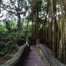Early morning in Monkey Forest, Ubud