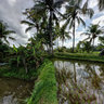 Rice field in Ubud, Bali