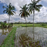 The Fields of Bali, Indonesia